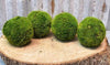 Forever Green Art - Mayan Coconuts Set of 8