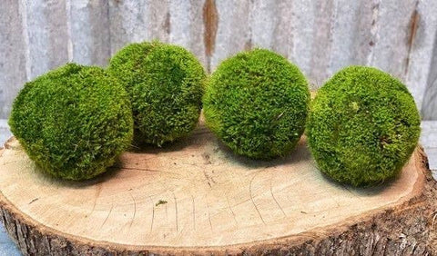 Forever Green Art - 6'' Large Moss Ball