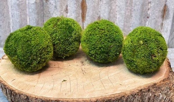 Forever Green Art - 5'' Medium Moss Ball