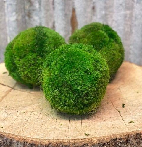Forever Green Art - 6'' Large Moss Ball