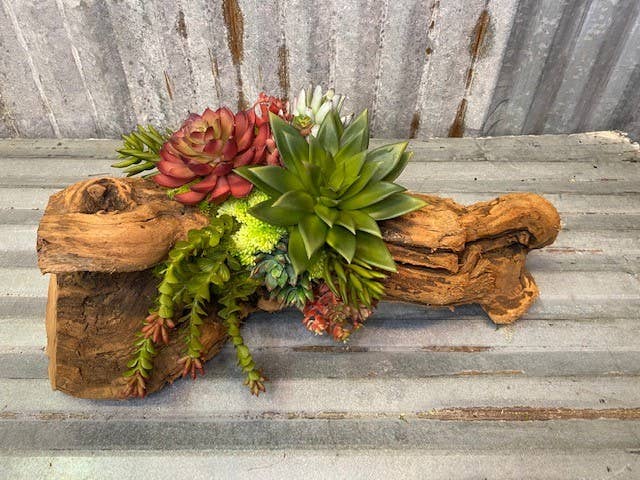Forever Green Art - Cacti Succulent Log